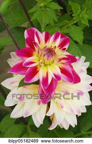 Stock Photo - Pompon-Dahlia (Dahlia) variety white-pink yellow of Trubschachen. Fotosearch