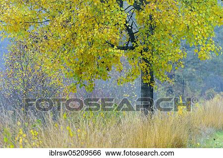 Stock Photograph - Poplar (Populus) Diepholzer Moorniederung, Goldenstedter Moor, Lower Saxony, Oldenburger Münsterland, Germany, Europe. Fotosearch