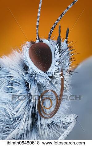 Portrait of a butterfly (Polyommatus icarus) with sucking trunk View Large Photo Image Stock Photo - Portrait of a butterfly (Polyommatus icarus) with sucking trunk. Fotosearch