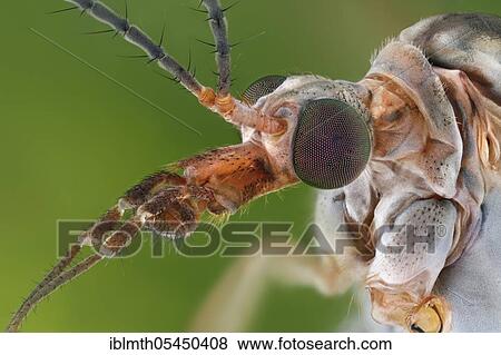 Portrait of a snake (Tipula paludosa) View Large Photo Image Stock Photo - Portrait of a snake (Tipula paludosa). Fotosearch
