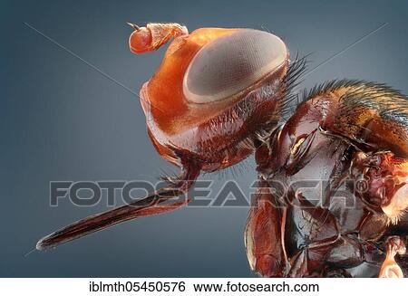 Portrait of a Thick-headed fly (Conopidae) in side view View Large Photo Image Stock Photograph - Portrait of a Thick-headed fly (Conopidae) in side view. Fotosearch