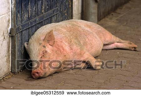 Pot-bellied pig Göttingen mini pig View Large Photo Image Stock Photo - Pot-bellied pig Göttingen mini pig. Fotosearch