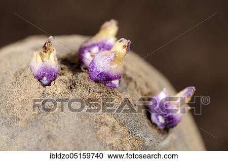 Potato, Blue Anneliese, eye, potatoes (Solanum tuberosum) View Large Photo Image Stock Image - Potato, Blue Anneliese, eye, potatoes (Solanum tuberosum). Fotosearch