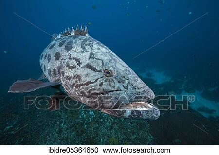 Potato Grouper (Epinephelus tukula), Aliwal Shoal, Indian Ocean, South Africa, Africa View Large Photo Image Stock Image - Potato Grouper (Epinephelus tukula), Aliwal Shoal, Indian Ocean, South Africa, Africa. Fotosearch