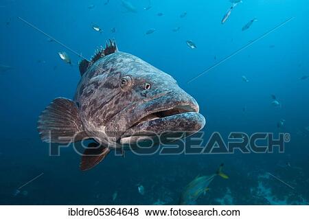 Potato Grouper (Epinephelus tukula), Aliwal Shoal, Indian Ocean, South Africa, Africa View Large Photo Image Stock Photo - Potato Grouper (Epinephelus tukula), Aliwal Shoal, Indian Ocean, South Africa, Africa. Fotosearch