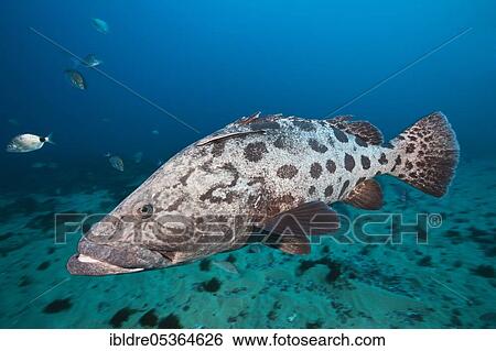 Potato Grouper (Epinephelus tukula), Aliwal Shoal, Indian Ocean, South Africa, Africa View Large Photo Image Stock Photograph - Potato Grouper (Epinephelus tukula), Aliwal Shoal, Indian Ocean, South Africa, Africa. Fotosearch