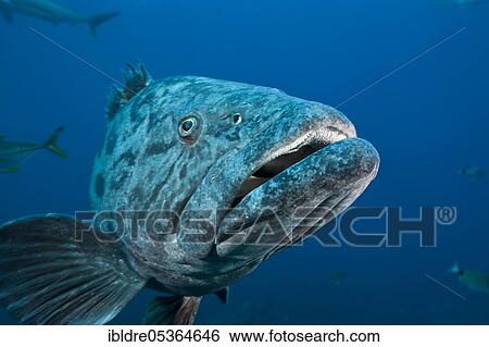Potato Grouper (Epinephelus tukula), Aliwal Shoal, Indian Ocean, South Africa, Africa View Large Photo Image Stock Photograph - Potato Grouper (Epinephelus tukula), Aliwal Shoal, Indian Ocean, South Africa, Africa. Fotosearch