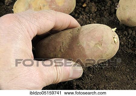 Potato, pregermination, potatoes (Solanum tuberosum) View Large Photo Image Stock Image - Potato, pregermination, potatoes (Solanum tuberosum). Fotosearch