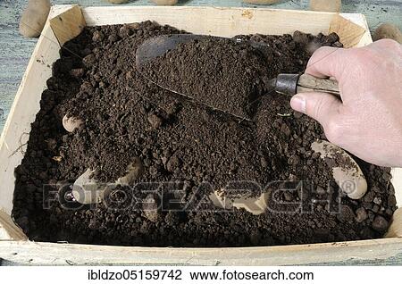 Potato, pregermination, potatoes (Solanum tuberosum), box View Large Photo Image Stock Image - Potato, pregermination, potatoes (Solanum tuberosum), box. Fotosearch