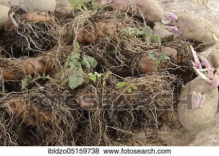 Stock Photo - Potato (Solanum tuberosum) Pre-germinate. Fotosearch