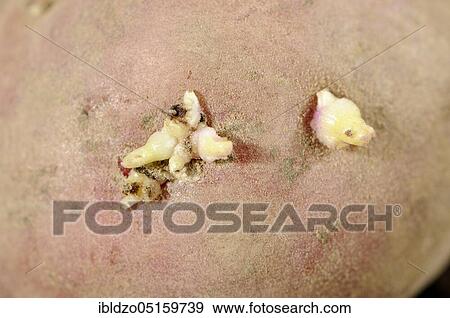 Potato (Solanum tuberosum) Pre-germinate View Large Photo Image Stock Photo - Potato (Solanum tuberosum) Pre-germinate. Fotosearch