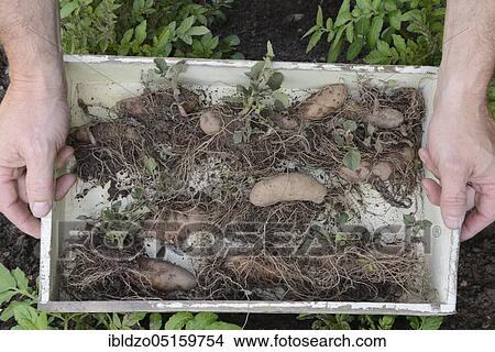 Potatoes (Solanum tuberosum), Angelner cone, pre-sprouted potato View Large Photo Image Picture - Potatoes (Solanum tuberosum), Angelner cone, pre-sprouted potato. Fotosearch
