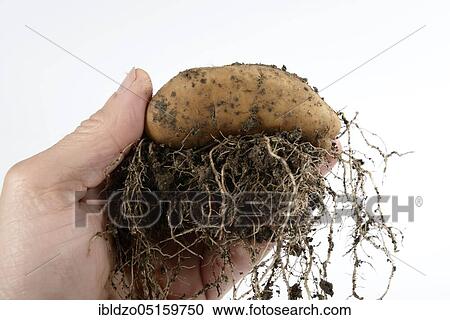 Stock Image - Potatoes (Solanum tuberosum), Angelner cone, pre-sprouted potato. Fotosearch