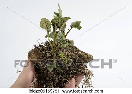 Potatoes (Solanum tuberosum), Angelner cone, pre-sprouted potato View Large Photo Image Stock Image - Potatoes (Solanum tuberosum), Angelner cone, pre-sprouted potato. Fotosearch
