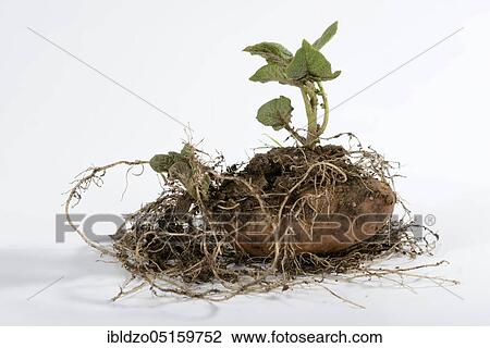 Potatoes (Solanum tuberosum), Angelner cone, pre-sprouted potato View Large Photo Image Stock Image - Potatoes (Solanum tuberosum), Angelner cone, pre-sprouted potato. Fotosearch