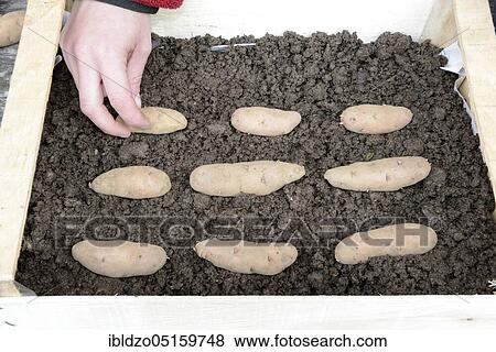 Potatoes (Solanum tuberosum), Angelner cone, pregermination, potato, box View Large Photo Image Stock Photo - Potatoes (Solanum tuberosum), Angelner cone, pregermination, potato, box. Fotosearch