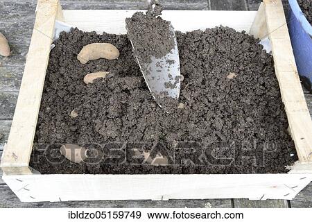 Potatoes (Solanum tuberosum), Angelner cone, pregermination, potato, box View Large Photo Image Stock Photo - Potatoes (Solanum tuberosum), Angelner cone, pregermination, potato, box. Fotosearch