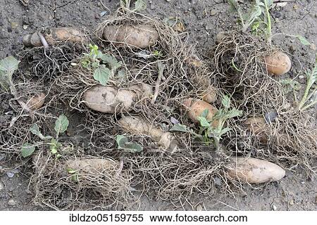 Potatoes (Solanum tuberosum), Angelner cone, pre-sprouted potato View Large Photo Image Stock Photography - Potatoes (Solanum tuberosum), Angelner cone, pre-sprouted potato. Fotosearch