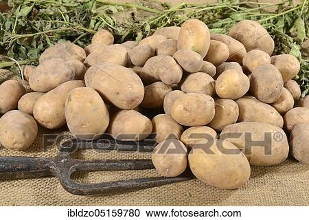 Potatoes (Solanum tuberosum), Linda variety View Large Photo Image Stock Image - Potatoes (Solanum tuberosum), Linda variety. Fotosearch