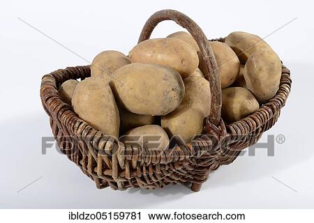 Potatoes (Solanum tuberosum), Linda variety, basket View Large Photo Image Stock Image - Potatoes (Solanum tuberosum), Linda variety, basket. Fotosearch