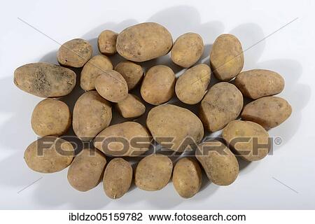 Stock Image - Potatoes (Solanum tuberosum), Linda variety. Fotosearch