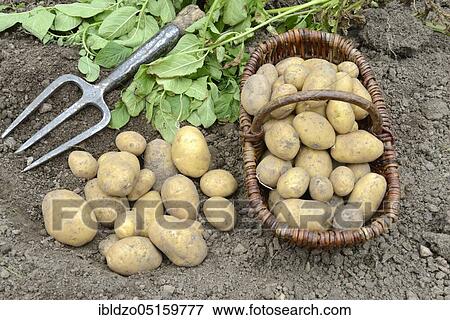 Potatoes (Solanum tuberosum), Linda variety, basket View Large Photo Image Stock Photo - Potatoes (Solanum tuberosum), Linda variety, basket. Fotosearch
