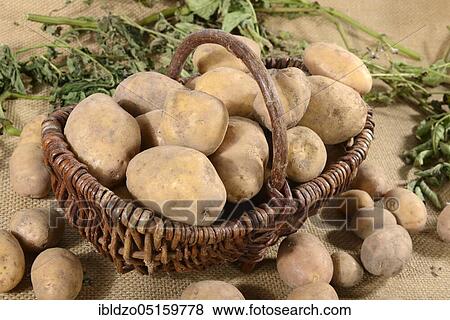 Potatoes (Solanum tuberosum), Linda variety, basket View Large Photo Image Stock Photo - Potatoes (Solanum tuberosum), Linda variety, basket. Fotosearch