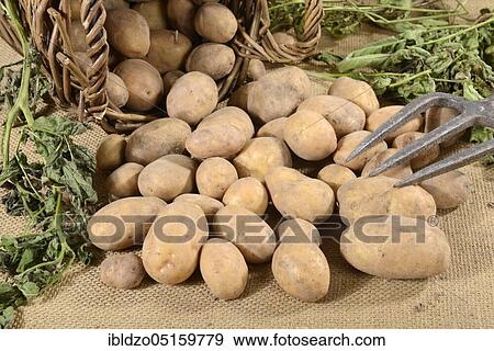 Potatoes (Solanum tuberosum), Linda variety, basket View Large Photo Image Stock Photo - Potatoes (Solanum tuberosum), Linda variety, basket. Fotosearch