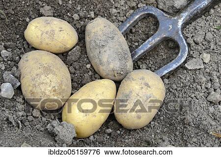 Potatoes (Solanum tuberosum), Linda variety View Large Photo Image Stock Photograph - Potatoes (Solanum tuberosum), Linda variety. Fotosearch