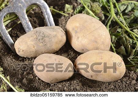 Potatoes (Solanum tuberosum), Linda variety View Large Photo Image Stock Photography - Potatoes (Solanum tuberosum), Linda variety. Fotosearch