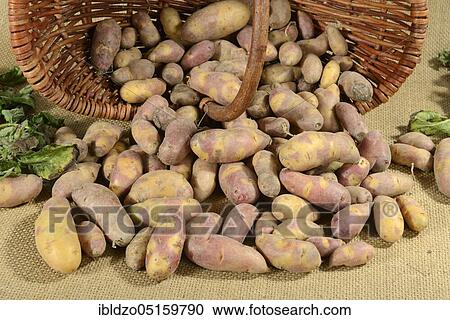 Potatoes (Solanum tuberosum), Mayan Twilight variety, basket View Large Photo Image Stock Image - Potatoes (Solanum tuberosum), Mayan Twilight variety, basket. Fotosearch