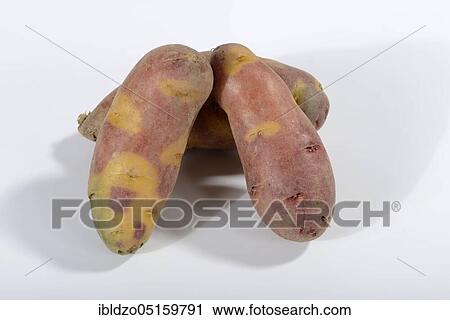 Potatoes (Solanum tuberosum), Mayan Twilight variety View Large Photo Image Stock Image - Potatoes (Solanum tuberosum), Mayan Twilight variety. Fotosearch