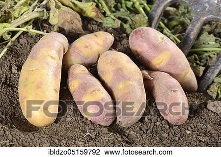 Potatoes (Solanum tuberosum), Mayan Twilight variety View Large Photo Image Stock Image - Potatoes (Solanum tuberosum), Mayan Twilight variety. Fotosearch