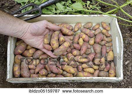 Potatoes (Solanum tuberosum), Mayan Twilight variety View Large Photo Image Stock Photo - Potatoes (Solanum tuberosum), Mayan Twilight variety. Fotosearch