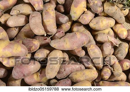 Potatoes (Solanum tuberosum), Mayan Twilight variety View Large Photo Image Stock Photo - Potatoes (Solanum tuberosum), Mayan Twilight variety. Fotosearch
