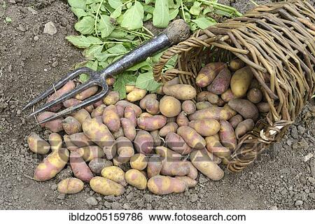 Potatoes (Solanum tuberosum), Mayan Twilight variety View Large Photo Image Stock Photograph - Potatoes (Solanum tuberosum), Mayan Twilight variety. Fotosearch