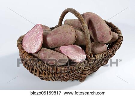 Potatoes (Solanum tuberosum), red emalia variety, basket View Large Photo Image Stock Photo - Potatoes (Solanum tuberosum), red emalia variety, basket. Fotosearch