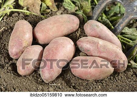 Potatoes (Solanum tuberosum), Roseval variety View Large Photo Image Stock Image - Potatoes (Solanum tuberosum), Roseval variety. Fotosearch