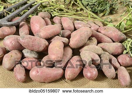 Potatoes (Solanum tuberosum), Roseval variety View Large Photo Image Stock Photo - Potatoes (Solanum tuberosum), Roseval variety. Fotosearch