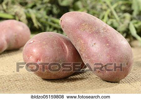 Potatoes (Solanum tuberosum), Roseval variety View Large Photo Image Stock Photo - Potatoes (Solanum tuberosum), Roseval variety. Fotosearch