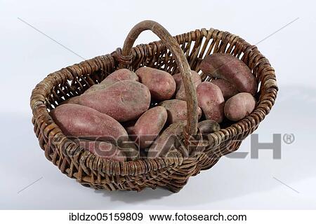 Potatoes (Solanum tuberosum), Roseval variety, basket View Large Photo Image Stock Photo - Potatoes (Solanum tuberosum), Roseval variety, basket. Fotosearch