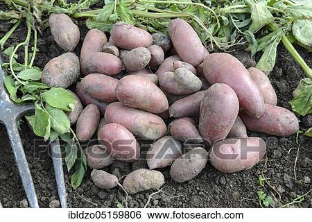 Potatoes (Solanum tuberosum), Roseval variety View Large Photo Image Stock Photograph - Potatoes (Solanum tuberosum), Roseval variety. Fotosearch
