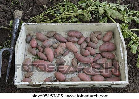 Potatoes (Solanum tuberosum), Roseval variety View Large Photo Image Stock Photography - Potatoes (Solanum tuberosum), Roseval variety. Fotosearch