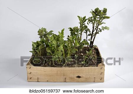 Potatoes (Solanum tuberosum) Pre-sprouting, potato, box View Large Photo Image Stock Photo - Potatoes (Solanum tuberosum) Pre-sprouting, potato, box. Fotosearch