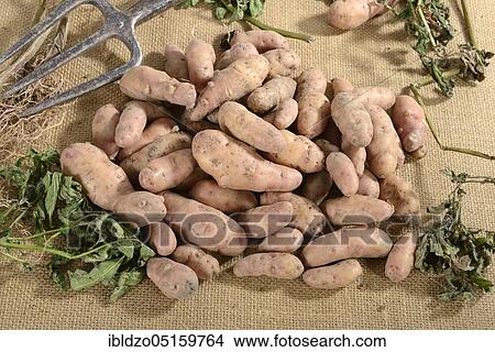 Potatoes (Solanum tuberosum), variety Angelner Zapfen View Large Photo Image Picture - Potatoes (Solanum tuberosum), variety Angelner Zapfen. Fotosearch