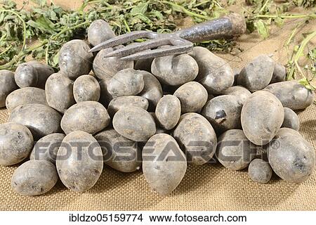 Picture - Potatoes (Solanum tuberosum), variety Blaue Anneliese. Fotosearch