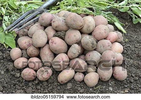 Potatoes (Solanum tuberosum), variety Reichskanzler View Large Photo Image Picture - Potatoes (Solanum tuberosum), variety Reichskanzler. Fotosearch