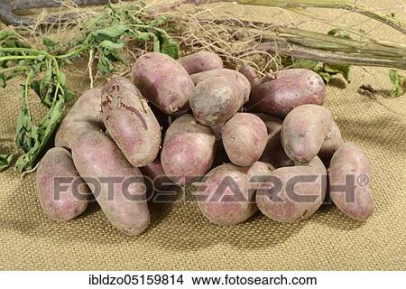 Picture - Potatoes (Solanum tuberosum), variety Red Emalie. Fotosearch