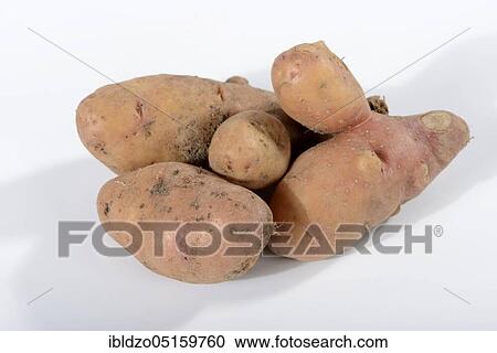 Potatoes (Solanum tuberosum), variety Angelner Zapfen View Large Photo Image Stock Image - Potatoes (Solanum tuberosum), variety Angelner Zapfen. Fotosearch