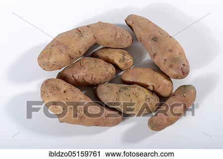 Stock Image - Potatoes (Solanum tuberosum), variety Angelner Zapfen. Fotosearch